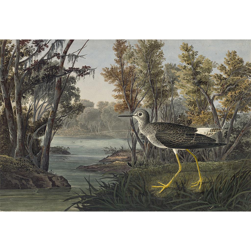 Click to Enlarge-Esc to Close ArtWork1/Famous Painters/Audubon's Watercolors p4.jpg
